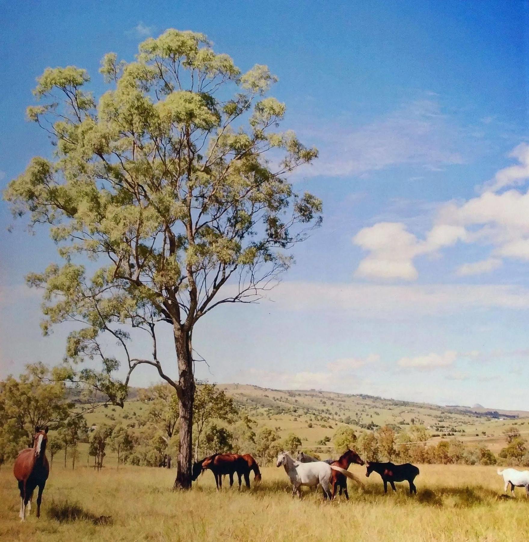 Boonah Valley Motel Екстериор снимка